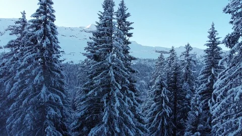 Snowy Trees with beautiful mountain backdrop Stock Footage 124784205