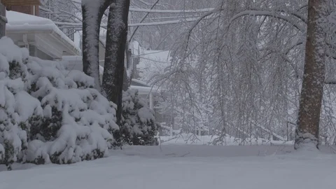 Snowy trees with birds Stock Footage 87478484