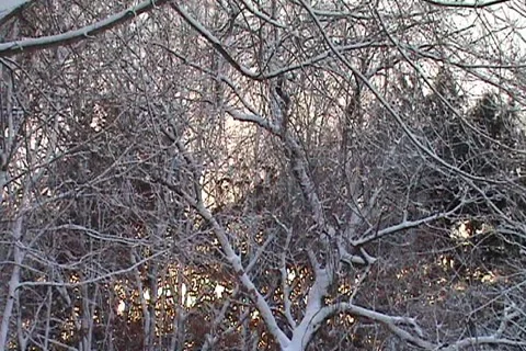 Snowy Trees Blowing Stock Footage 1067946