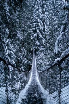 Snowy trees by bridge Stock Photos