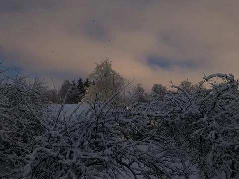 Snowy trees, cloudy sky Stock Photos