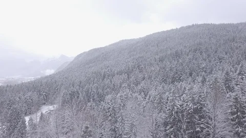 Snowy Trees covering a Hill  Vídeo Stock 88705232
