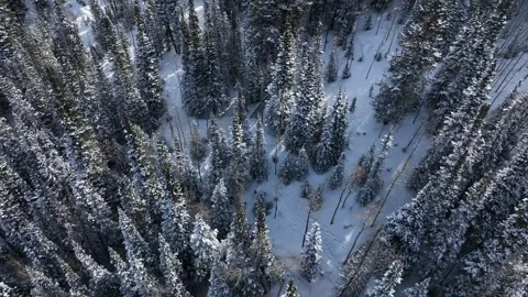 Snowy Trees Drone Birdseye Stock Footage 219348190