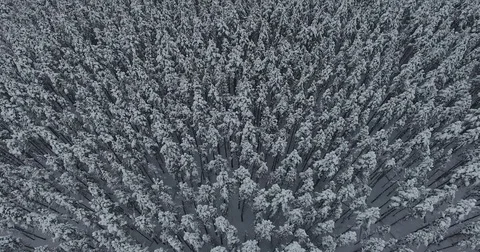 Snowy Trees Flyover Stock Footage 84452151