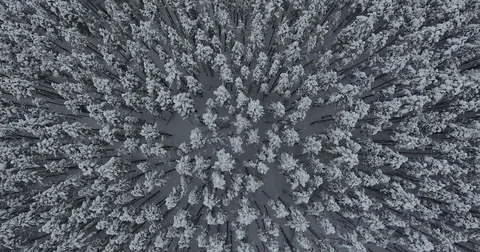 Snowy Trees Flyover Stock Footage 84522975