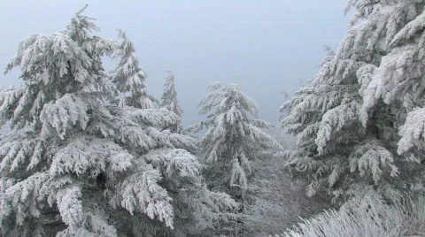 Snowy Trees 스톡 동영상 311156