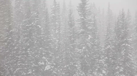 Snowy trees Stock Footage 4280748