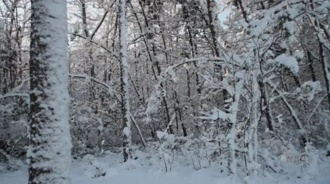 Snowy Trees Stock Footage 44561278