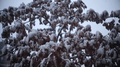 SNOWY TREES Vidéo 84919620