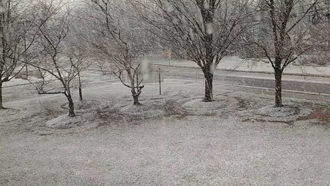 Snowy Trees 库存影片 87098330