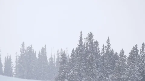 Snowy Trees 스톡 동영상 105185715