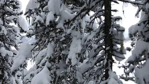 Snowy trees Stock Footage 126422967