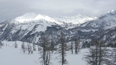 Snowy trees Stock-Footage 128585597