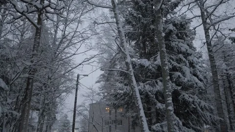 Snowy trees Stock Footage 149270706