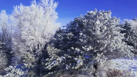 Snowy Trees Video stock 230112619