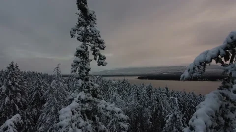 Snowy trees Stock Footage 230122868