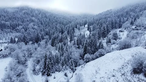 Snowy trees Video stock 261585258