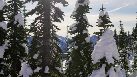 Snowy Trees Stock-Footage 315114806
