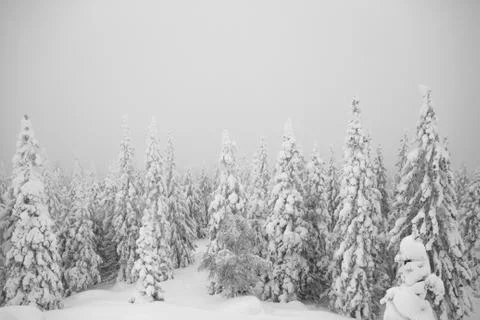 Snowy trees in the forest. Everything is covered with snow. Christmas snowy m Stock Photos