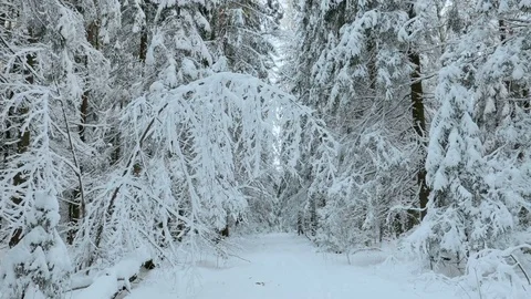 Snowy trees in the forest Stock Footage 72892212