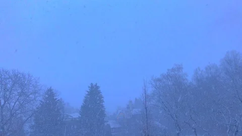 Snowy trees in the forest Stock Footage 101184755