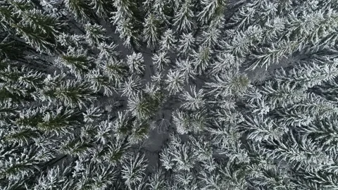 Snowy trees in the forest Stock Footage 170855866