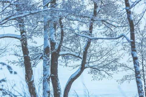 Snowy trees in the forest Foto stock