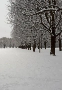 Snowy trees in the forest Foto stock