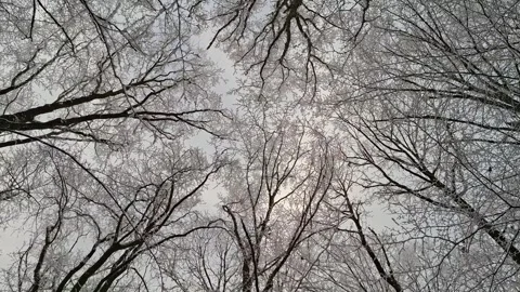 Snowy trees in a forest seen from below. 4K video Stock Footage 297546289