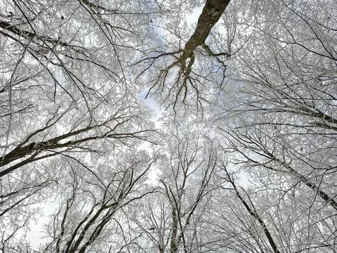 Snowy trees in a forest seen from below 库存照片