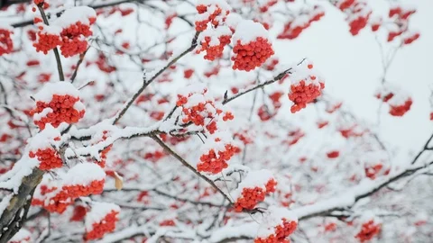 Snowy trees in forest on winter time after snowfall. Snow covered trees and Vídeos de archivo 119915301