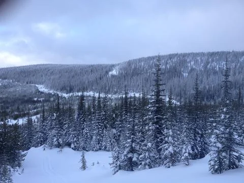 Snowy trees high up Stock Photos