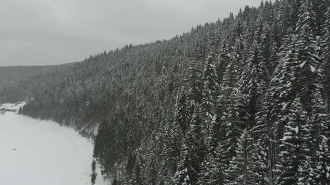 Snowy trees Kyn Stock Footage 101057012