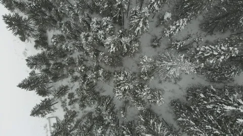 Snowy trees Kyn Stock Footage 101057017