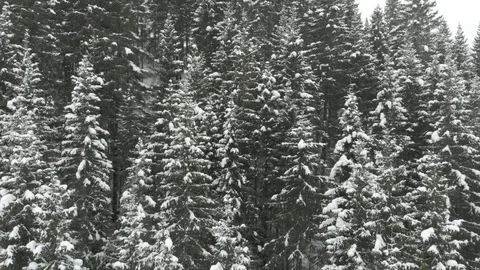 Snowy trees Kyn Stock Footage 101057040