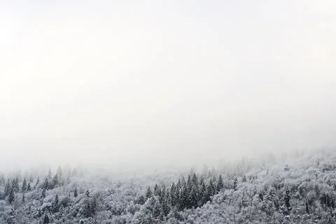 Snowy trees in the mountains Stock Photos