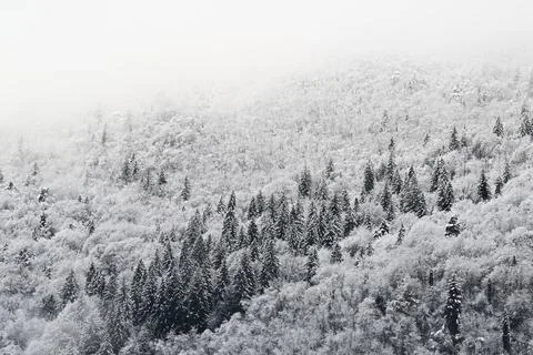 Snowy trees in the mountains Stock Photos