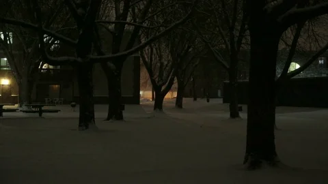 Snowy Trees night view.  Video stock 70880431