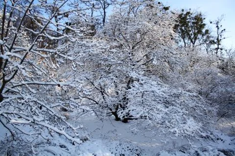 Snowy trees in park Stock Photos