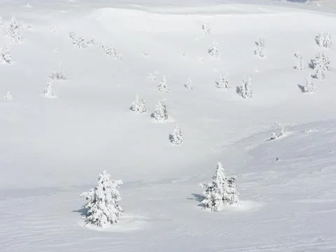 Snowy trees Stock Photos