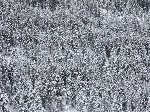 Snowy trees Stock Photos