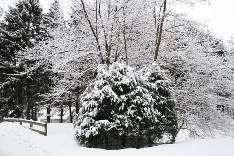 Snowy trees Stock Photos