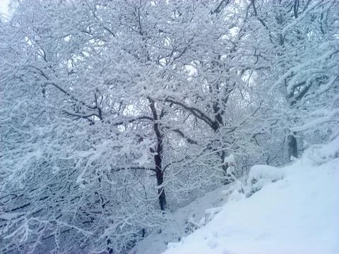 Snowy trees Фото
