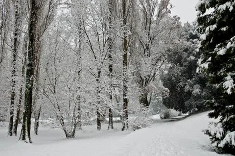 Snowy trees Foto stock