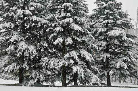 Snowy trees Stock Photos