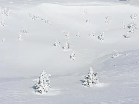 Snowy trees Stock Photos