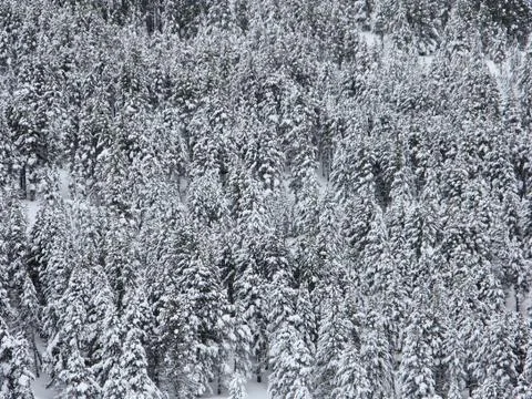 Snowy trees Foto stock