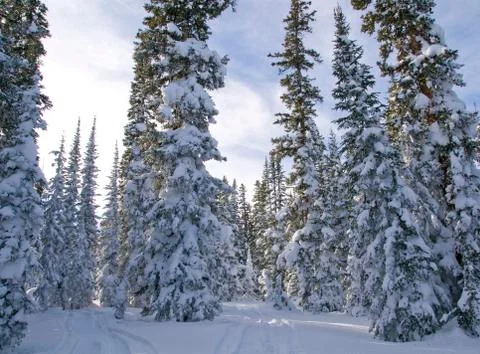Snowy trees Stock Photos