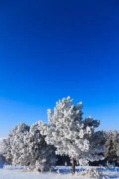 Snowy trees Stock Photos