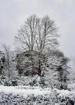 Snowy trees Stock Photos